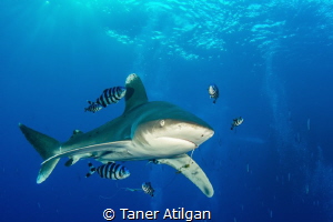 Oceanic Whitetip with a hook by Taner Atilgan 